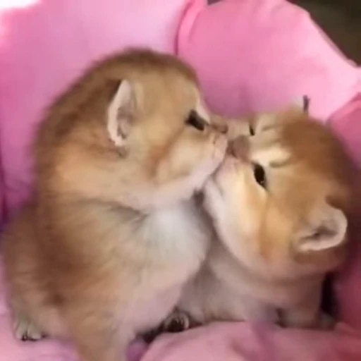🎀 Стикер «nya nya» для Telegram