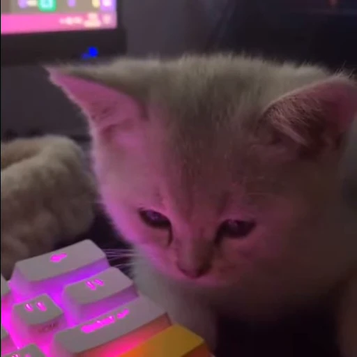 🍓 Стикер «nya nya» для Telegram