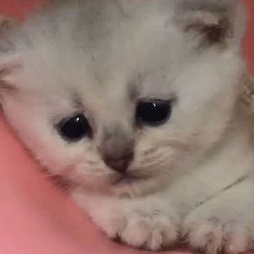 ☹️ Стикер «nya nya» для Telegram