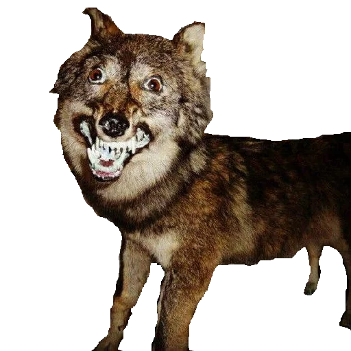Стикерпак taxiderm для Telegram — скачать