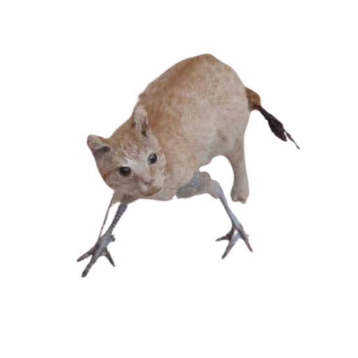 🐥 Стикер «Taxidermy» для Telegram