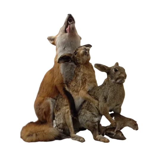 🙈 Стикер «Taxidermy» для Telegram