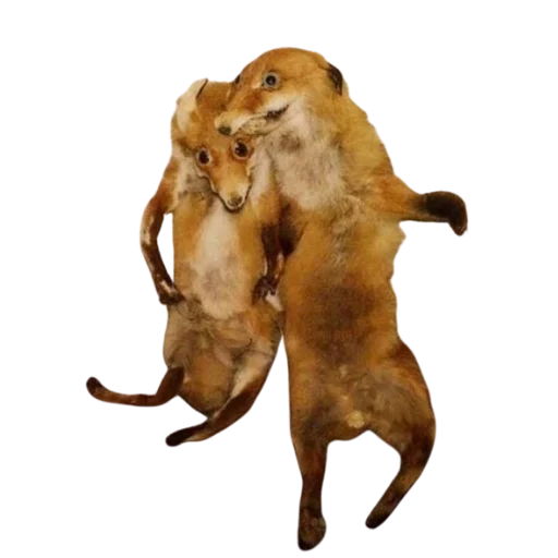 😨 Стикер «Taxidermy» для Telegram