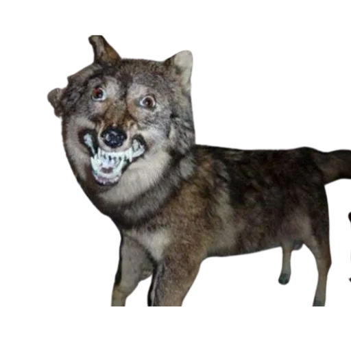 😁 Стикер «Taxidermy» для Telegram