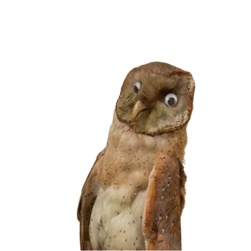 😨 Стикер «Taxidermy» для Telegram