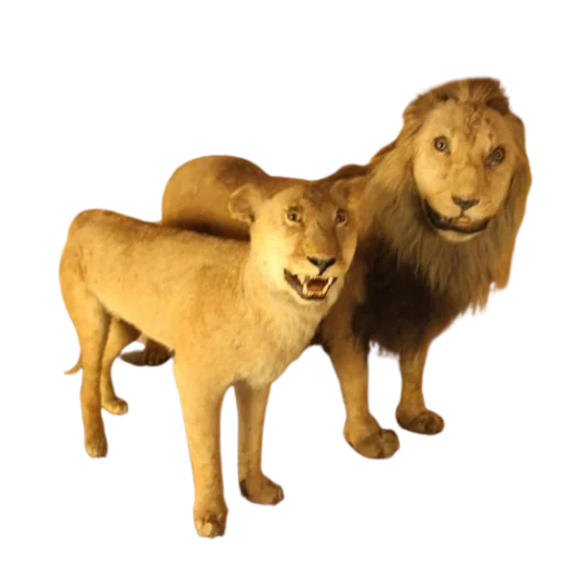 🦁 Стикер «Taxidermy» для Telegram