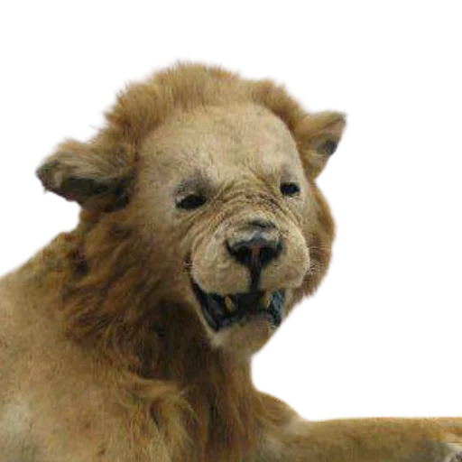 😅 Стикер «Taxidermy» для Telegram