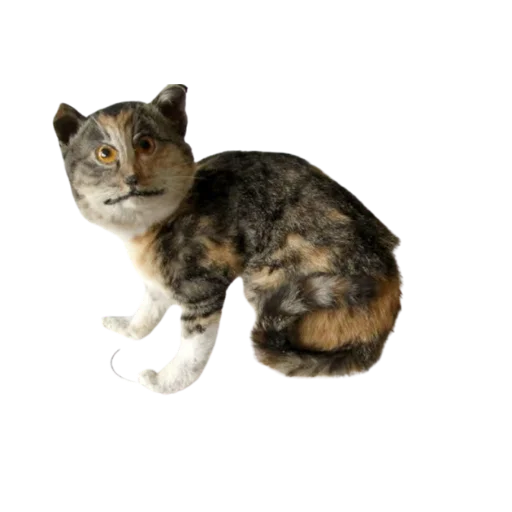 😐 Стикер «Taxidermy» для Telegram