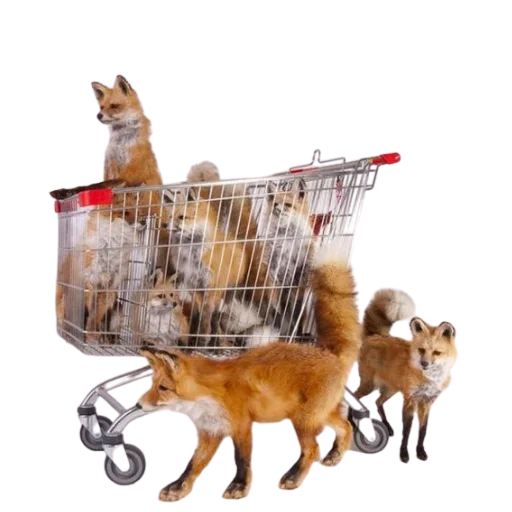 🛒 Стикер «Taxidermy» для Telegram