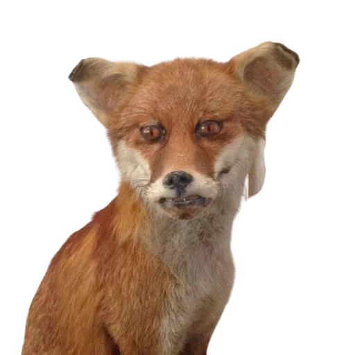 ☹️ Стикер «Taxidermy» для Telegram