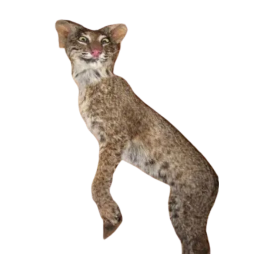 😏 Стикер «Taxidermy» для Telegram