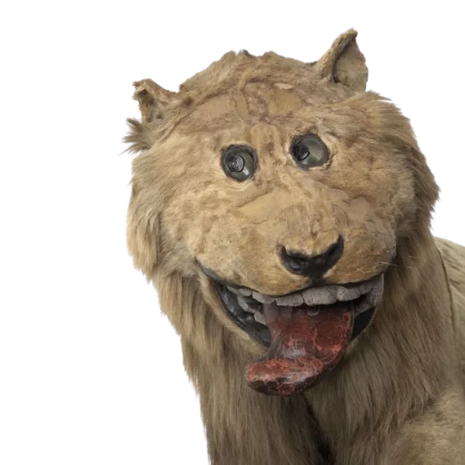 😝 Стикер «Taxidermy» для Telegram