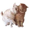 🐈 Эмодзи «Taylor Swift» для Telegram
