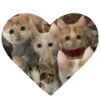 🐈 Эмодзи «Taylor Swift» для Telegram