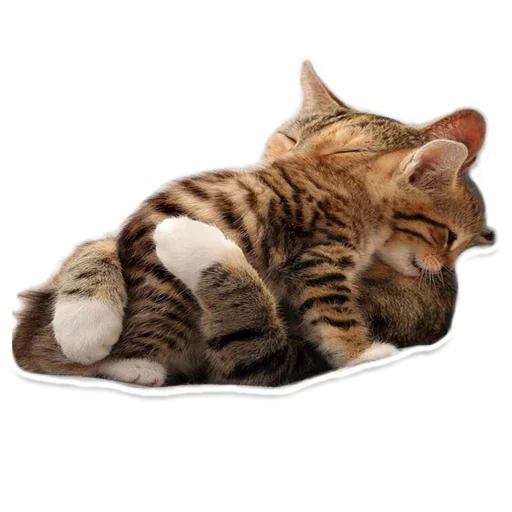 Pets
