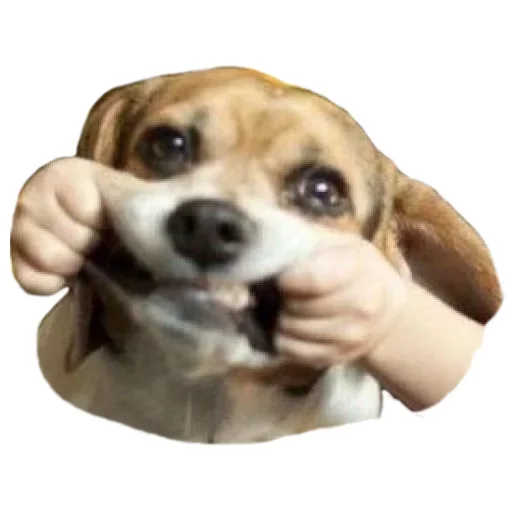 🥺 Стикер «Pets» для Telegram