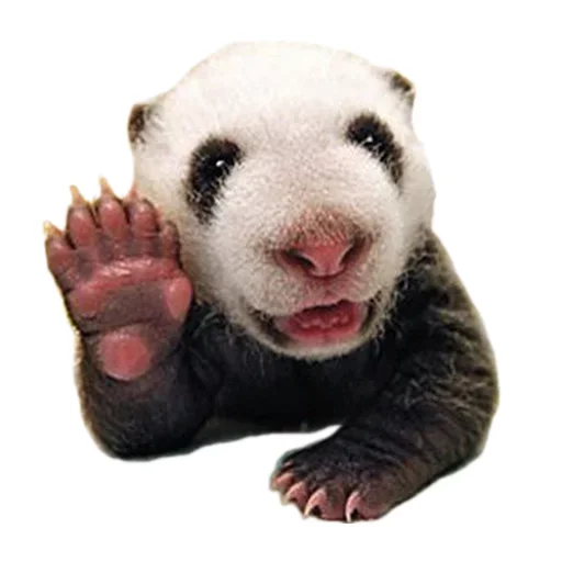 🤬 Стикер «Pets» для Telegram