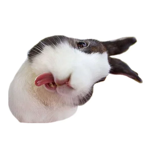 😞 Стикер «Pets» для Telegram