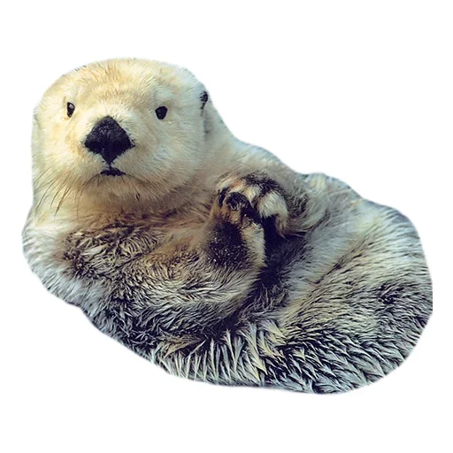 😗 Стикер «Pets» для Telegram