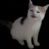😬 Эмодзи «cats add #cat #коты» для Telegram