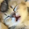 😴 Эмодзи «cats add #cat #коты» для Telegram