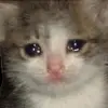 🥺 Эмодзи «cats add #cat #коты» для Telegram