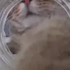 👃 Эмодзи «cats add #cat #коты» для Telegram