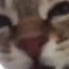 😑 Эмодзи «cats add #cat #коты» для Telegram