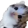 👀 Эмодзи «cats add #cat #коты» для Telegram