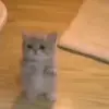 🙏 Эмодзи «cats add #cat #коты» для Telegram