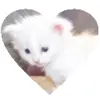 ❤️ Эмодзи «cats add #cat #коты» для Telegram
