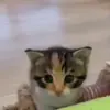😇 Эмодзи «cats add #cat #коты» для Telegram
