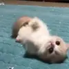 😇 Эмодзи «cats add #cat #коты» для Telegram
