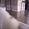 🕺 Эмодзи «cats add #cat #коты» для Telegram