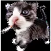 🚬 Эмодзи «cats add #cat #коты» для Telegram