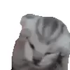 😱 Эмодзи «cats add #cat #коты» для Telegram