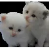 👩‍❤️‍👨 Эмодзи «cats add #cat #коты» для Telegram