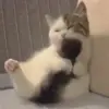🍌 Эмодзи «cats add #cat #коты» для Telegram