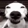 😁 Эмодзи «dogs add #dog #собаки» для Telegram