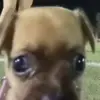 😐 Эмодзи «dogs add #dog #собаки» для Telegram