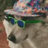 🕶 Эмодзи «dogs add #dog #собаки» для Telegram