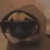 🕶 Эмодзи «dogs add #dog #собаки» для Telegram