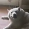 🥵 Эмодзи «dogs add #dog #собаки» для Telegram