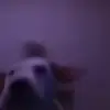 🥳 Эмодзи «dogs add #dog #собаки» для Telegram
