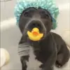 🍼 Эмодзи «dogs add #dog #собаки» для Telegram