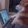 💻 Эмодзи «dogs add #dog #собаки» для Telegram