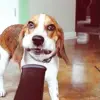 🌬 Эмодзи «dogs add #dog #собаки» для Telegram