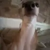 😐 Эмодзи «dogs add #dog #собаки» для Telegram