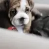 🥺 Эмодзи «dogs add #dog #собаки» для Telegram