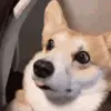 🐶 Эмодзи «dogs add #dog #собаки» для Telegram